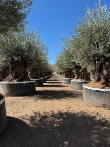 Olivenbaum Olea Europaea Bonsai frostbeständig - 250 cm - 275 Jahre alter Olivenbaum - fruchtend