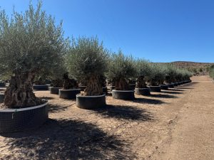 Olivenbaum Olea Europaea Bonsai frostbeständig - 250 cm - 275 Jahre alter Olivenbaum - fruchtend