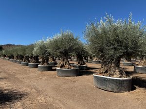 Olivenbaum Olea Europaea Bonsai frostbeständig - 250 cm - 275 Jahre alter Olivenbaum - fruchtend