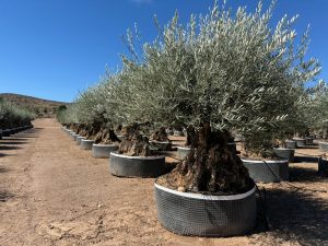 Olivenbaum Olea Europaea Bonsai frostbeständig - 250 cm - 275 Jahre alter Olivenbaum - fruchtend