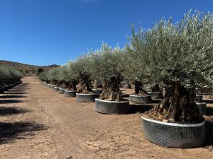 Olivenbaum Olea Europaea Bonsai frostbeständig - 250 cm - 275 Jahre alter Olivenbaum - fruchtend