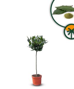 Lorbeer auf Stamm - Laurus nobilis - 60 cm