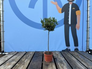Lorbeer auf Stamm - Laurus nobilis - 60 cm