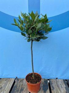 Lorbeer auf Stamm - Laurus nobilis - 60 cm