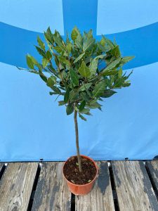 Lorbeer auf Stamm - Laurus nobilis - 60 cm