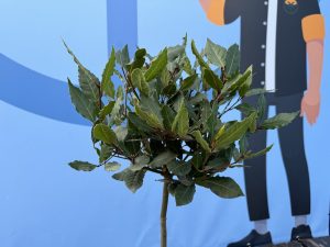 Lorbeer auf Stamm - Laurus nobilis - 60 cm