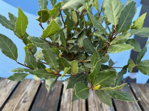 Lorbeer auf Stamm - Laurus nobilis - 60 cm