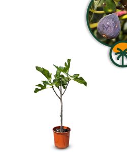 Feigenbaum auf Stamm - Ficus carica - 100 cm