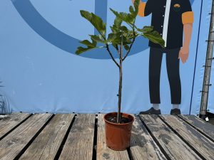 Feigenbaum auf Stamm - Ficus carica - 100 cm
