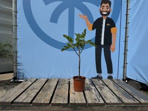 Feigenbaum auf Stamm - Ficus carica - 100 cm