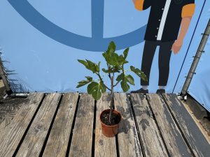 Feigenbaum auf Stamm - Ficus carica - 100 cm