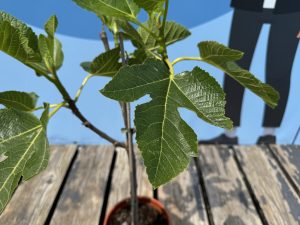 Feigenbaum auf Stamm - Ficus carica - 100 cm
