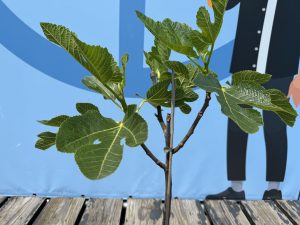 Feigenbaum auf Stamm - Ficus carica - 100 cm
