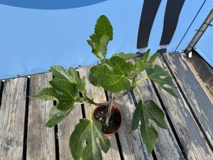 Feigenbaum auf Stamm - Ficus carica - 100 cm