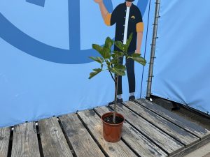Feigenbaum auf Stamm - Ficus carica - 100 cm