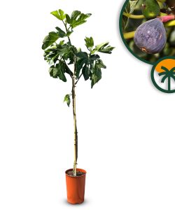 Feigenbaum - Ficus carica - auf Stamm - 160 cm
