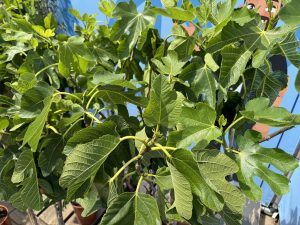 Feigenbaum - Ficus carica - auf Stamm - 160 cm