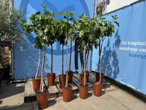 Feigenbaum - Ficus carica - auf Stamm - 160 cm