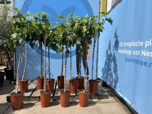 Feigenbaum - Ficus carica - auf Stamm - 160 cm