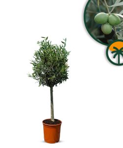 Olivenbaum - Olea europaea - 100 cm - Glatter Stamm