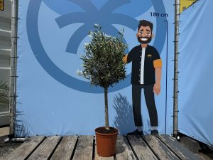 Olivenbaum - Olea europaea - 100 cm - Glatter Stamm