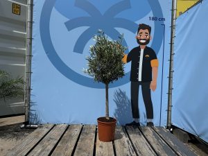 Olivenbaum - Olea europaea - 100 cm - Glatter Stamm