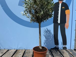 Olivenbaum - Olea europaea - 100 cm - Glatter Stamm