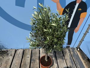 Olivenbaum - Olea europaea - 100 cm - Glatter Stamm