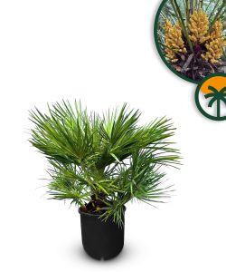 Palme - Chamaerops humilis - 80-100 cm