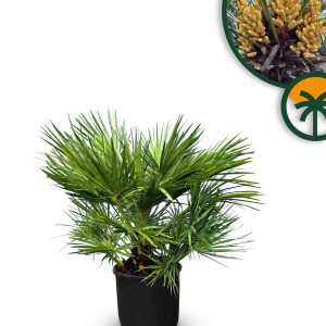 Palme - Chamaerops humilis - 80-100 cm