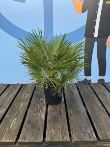 Palme - Chamaerops humilis - 80-100 cm