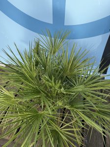 Palme - Chamaerops humilis - 80-100 cm