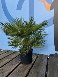Palme - Chamaerops humilis - 80-100 cm