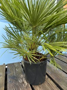 Palme - Chamaerops humilis - 80-100 cm
