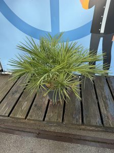 Palme - Chamaerops humilis - 80-100 cm
