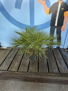 Palme - Chamaerops humilis - 80-100 cm