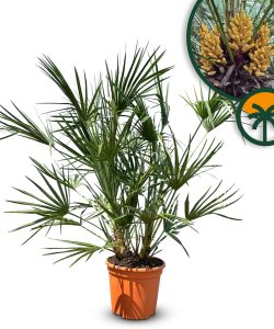Palme - Chamaerops humilis - 100-120 cm