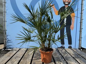 Palme - Chamaerops humilis - 100-120 cm