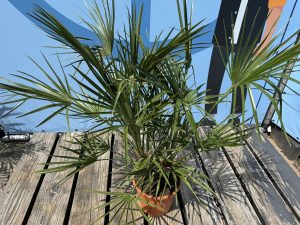 Palme - Chamaerops humilis - 100-120 cm