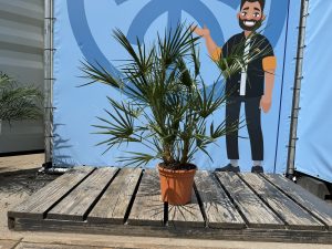 Palme - Chamaerops humilis - 100-120 cm