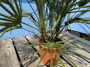 Palme - Chamaerops humilis - 100-120 cm