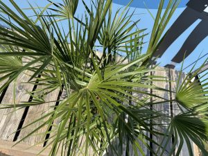 Palme - Chamaerops humilis - 100-120 cm