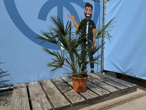 Palme - Chamaerops humilis - 100-120 cm
