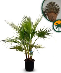 Palme - Washingtonia robusta - mehrstämmig - 140 cm