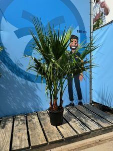 Palme - Washingtonia robusta - mehrstämmig - 140 cm