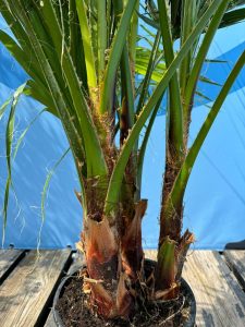 Palme - Washingtonia robusta - mehrstämmig - 140 cm