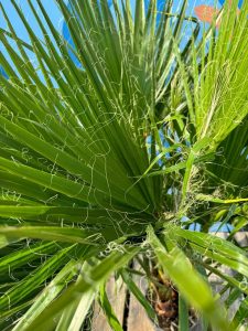 Palme - Washingtonia robusta - mehrstämmig - 140 cm