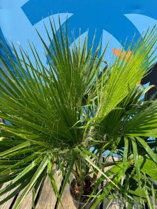 Palme - Washingtonia robusta - mehrstämmig - 140 cm