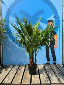 Palme - Washingtonia robusta - mehrstämmig - 140 cm