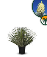 Palme - Yucca Rostrata
